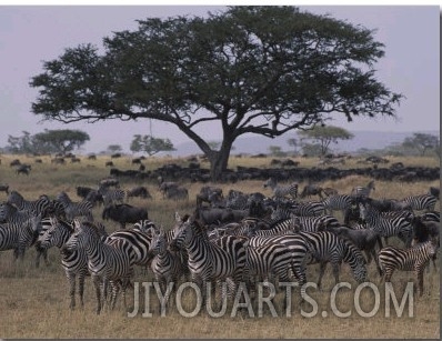 Zebras and Wildebeests in the Serengeti National Park
