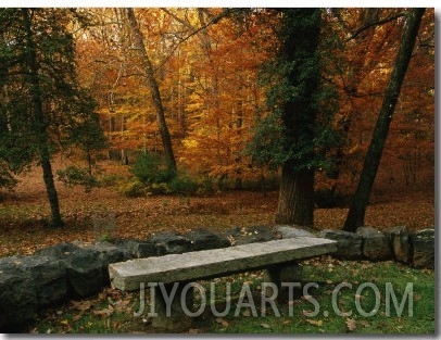 A Bench in a Wooded Setting of Trees in Fall Foliage