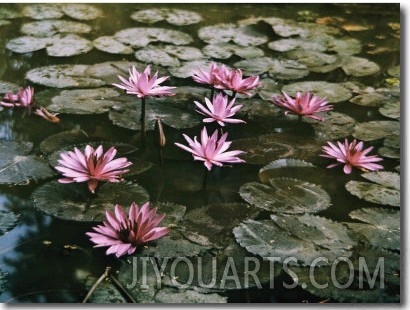 Beautiful Pink Lotus Water Lilies Bloom in a Canal in Bangkok