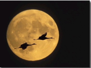 Sandhill Cranes Flying in Front of Full Moon, Bosque Del Apache National Wildlife Reserve