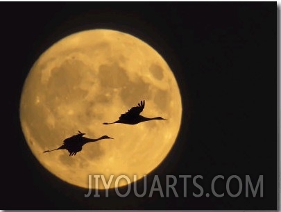 Sandhill Cranes Flying in Front of Full Moon, Bosque Del Apache National Wildlife Reserve
