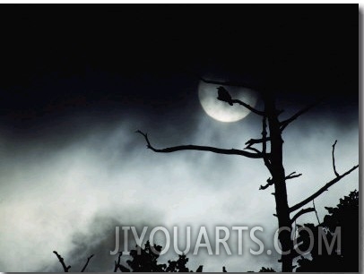 Dead Tree Silhouetted against a Full Moon