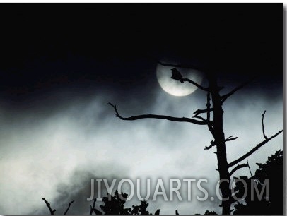 Dead Tree Silhouetted against a Full Moon