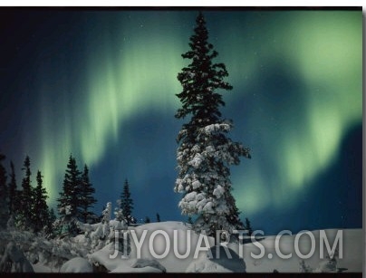Snow Blanketed Evergreen Trees and the Aurora Borealis at Night