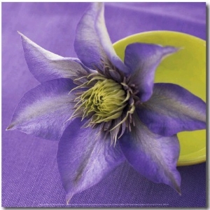 Clematis and Bowl