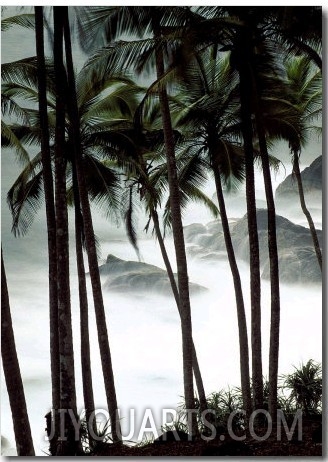 Palm Trees