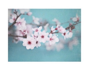 Plum Blossom