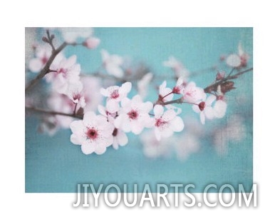 Plum Blossom