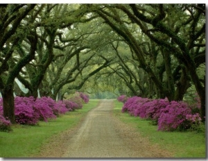 A Beautiful Pathway Lined with Trees and Purple Azaleas