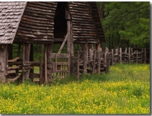 Buttercups and Cantilever Barn, Pioneer Homestead, Great Smoky Mountains National Park, N. Carolina