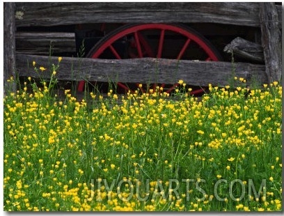 Buttercups and Wagon Wheel, Pioneer Homestead, Great Smoky Mountains National Park, N. Carolina, US