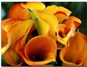 Calla Lily