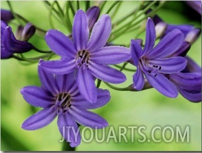 Close up of Lilac Blue Flowers