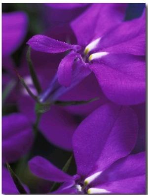 Close up of Purple Flower