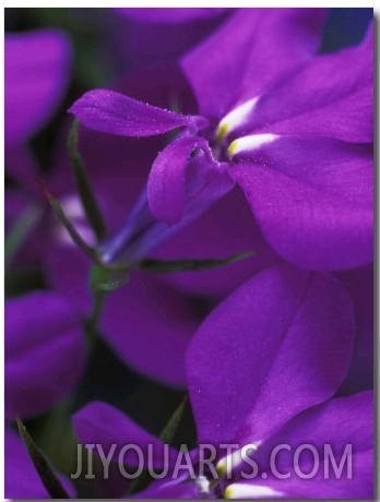 Close up of Purple Flower