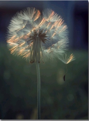 Dandelion Backlit by the Sun