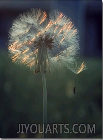 Dandelion Backlit by the Sun