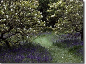 Flowering Trees Amid a Meadow Full of Wildflowers