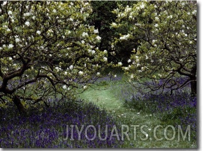 Flowering Trees Amid a Meadow Full of Wildflowers