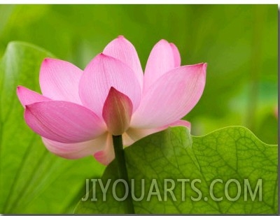 Lotus Blossom, Franklin, North Carolina, USA