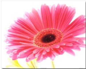 Magenta Gerbera