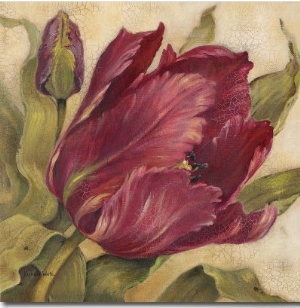 Scarlet Tulip