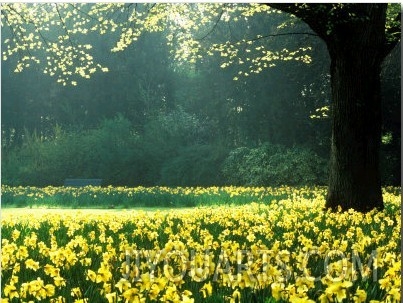 Spring Garden, Narcissus, Tree Bright Sunshine France Narcissi Paris