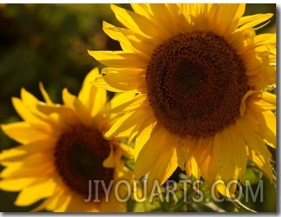 Sunflowers in Prairie Fields