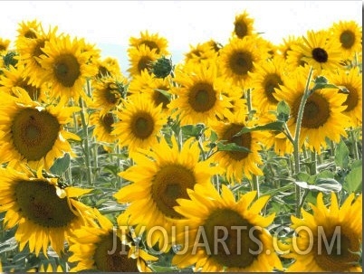 Sunflowers, Colorado, USA