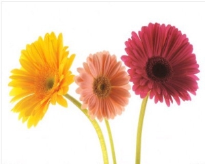 Three Gerberas