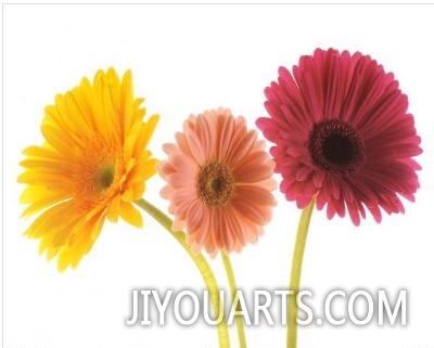 Three Gerberas