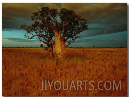 A Boab Tree