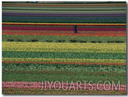 A Man Helps Tend Six Million Tulips at Keukenhof in the Netherlands