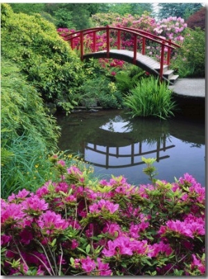 Azaleas and Moon Bridge, Kubota Garden