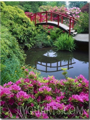Azaleas and Moon Bridge, Kubota Garden