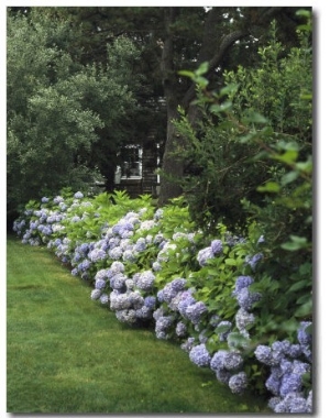 Hydrangeas in Bloom Along a Landscaped Yard