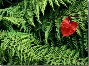 Mountain Bindweed and Fern Fronds