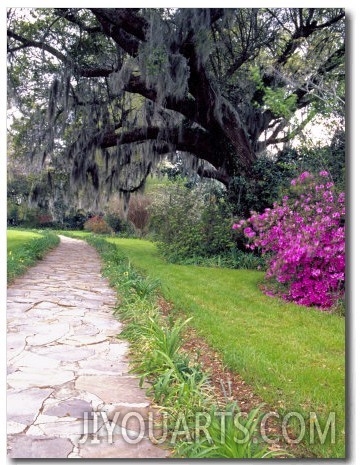 Pathway in Magnolia Plantation and Gardens, Charleston, South Carolina, USA