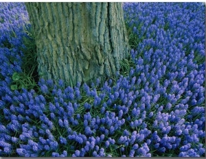 The Base of a Tree Trunk is Surrounded by Lavender Muscari Inside the Keukenhof Flower Park