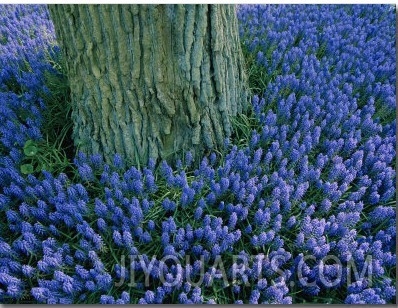 The Base of a Tree Trunk is Surrounded by Lavender Muscari Inside the Keukenhof Flower Park