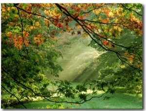 Woodland Garden, Westonbirt Arboretum, Gloucestershire