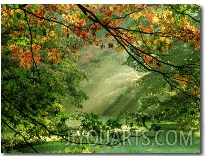 Woodland Garden, Westonbirt Arboretum, Gloucestershire