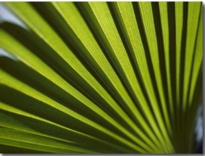 A Close View of Sunlight Shining Through the Leaves of a Palm Tree