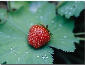 A Ripe Red Strawberry Lying on a Leaf