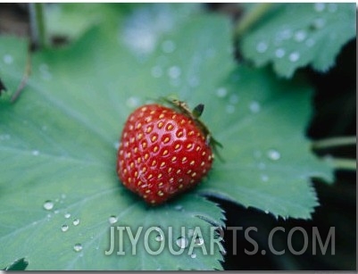 A Ripe Red Strawberry Lying on a Leaf