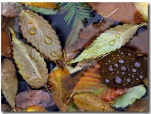 Autumn Leaves Float in a Pond at the Japanese Garden of Portland, Oregon, Tuesday, October 24, 2006