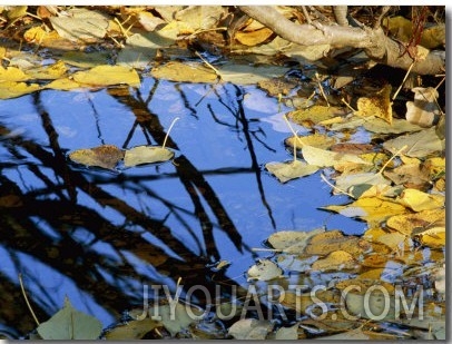 Autumn Leaves Float in a Pool of Water