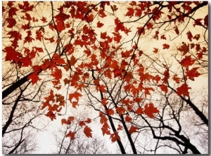 Bare Branches and Red Maple Leaves Growing Alongside the Highway