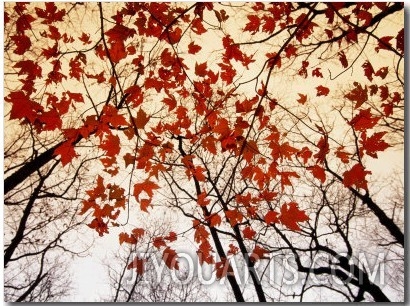 Bare Branches and Red Maple Leaves Growing Alongside the Highway