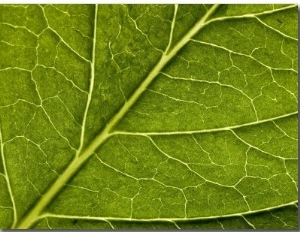 Close View of a Hydrangea Leaf, Groton, Connecticut